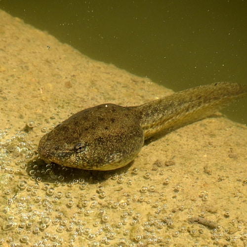 A large Lithobates tadpole