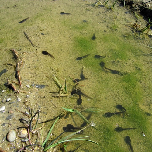 Tadpoles eating algae