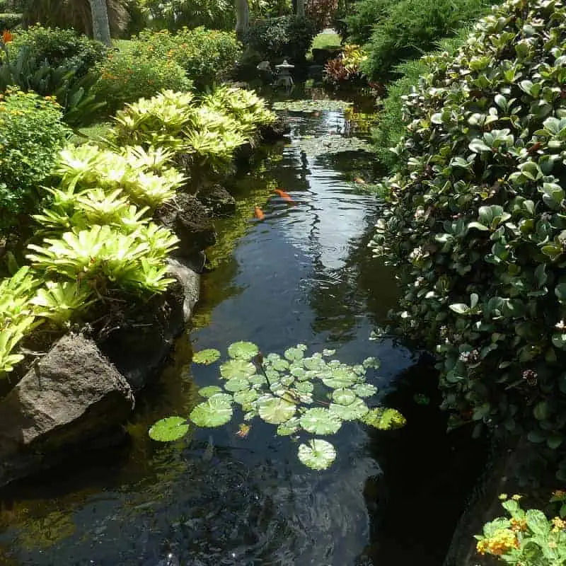 An elongated koi pond with a variety of pond edge plants