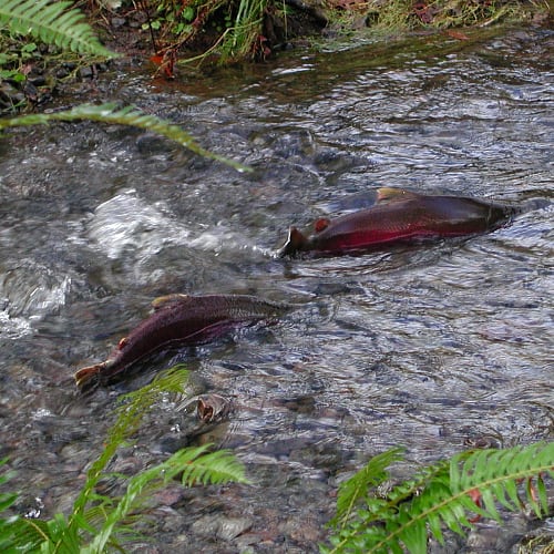 Coho salmon leaping out of the water