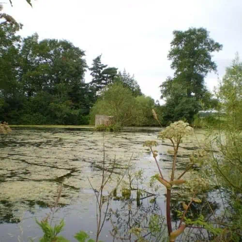 A freshwater pool with trees around the edges