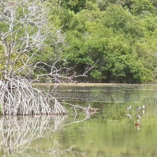 A natural salt pond with mangroves and birds resting on the water surface