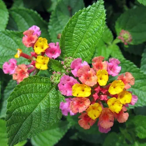 West Indian lantana multicolored bloom