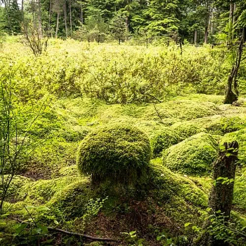 sphagnum bog with heather and tamarack