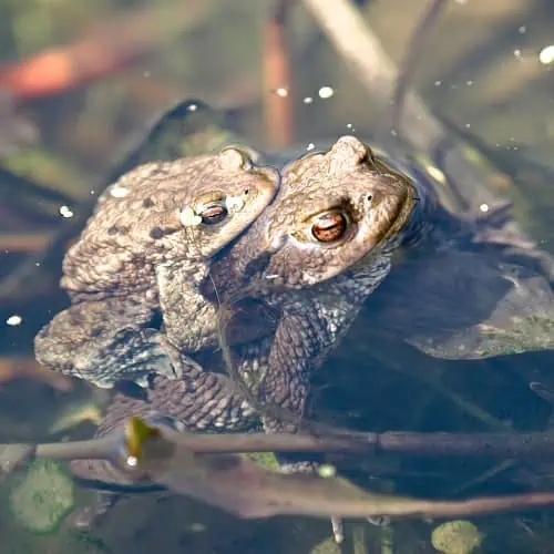 Two toads in a pond