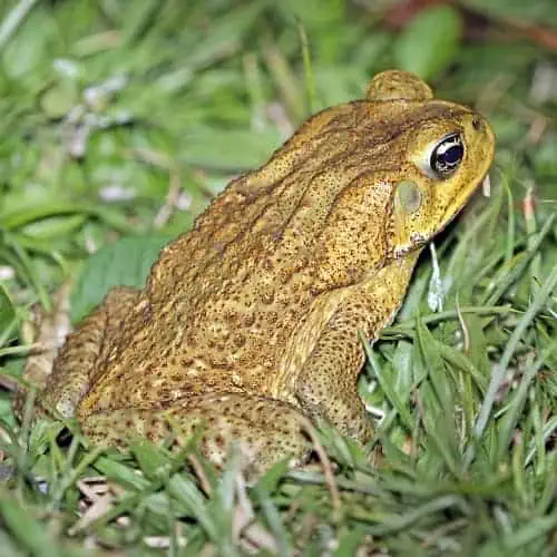 Cane toad in grass