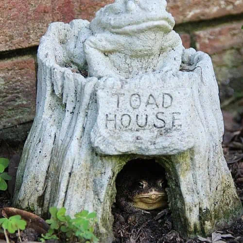 Toad sheltering in a toad house