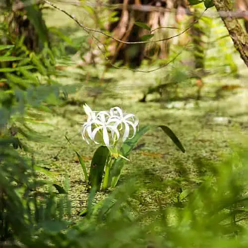 swamp species swamp lily