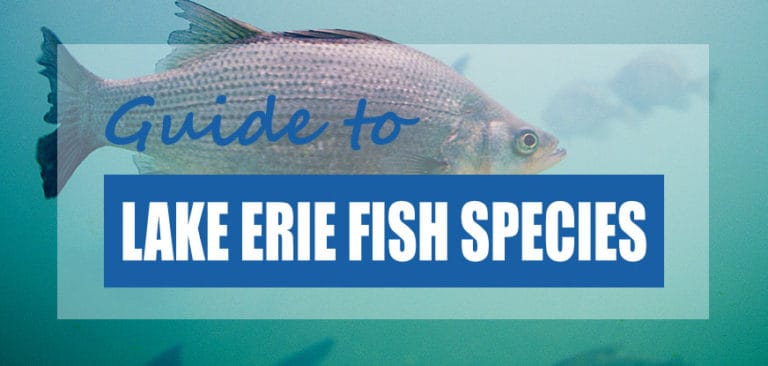 List of Lake Erie Fish Species 2023 (Fishable & Non) - Pond Informer