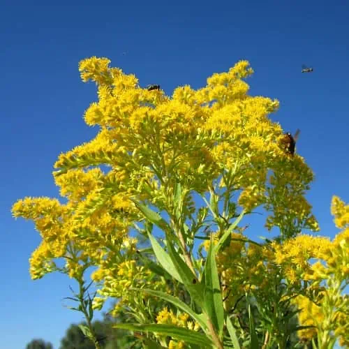 Pollinators on goldenrod flowers