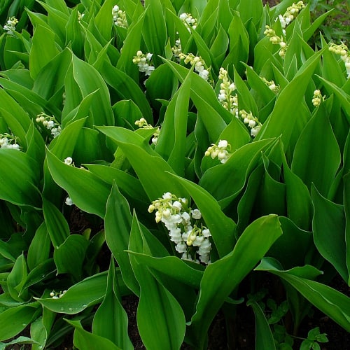 Lily of the valley plants with white flowers