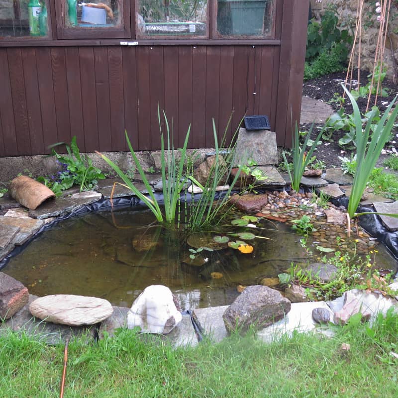 Small garden pond with plants