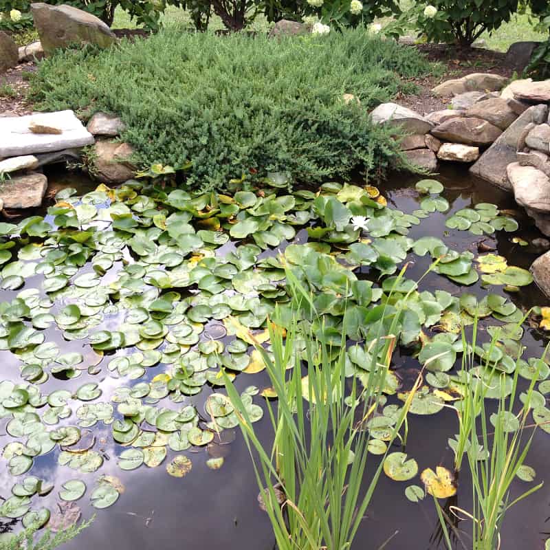 Wildlife pond with floating plants
