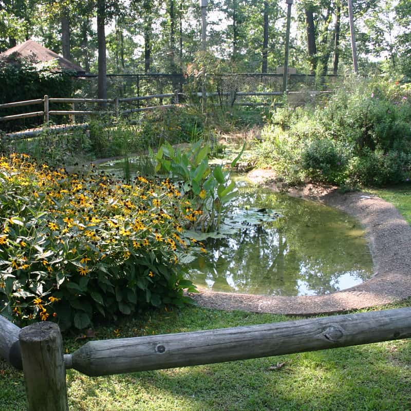 Fenced wildlife pond