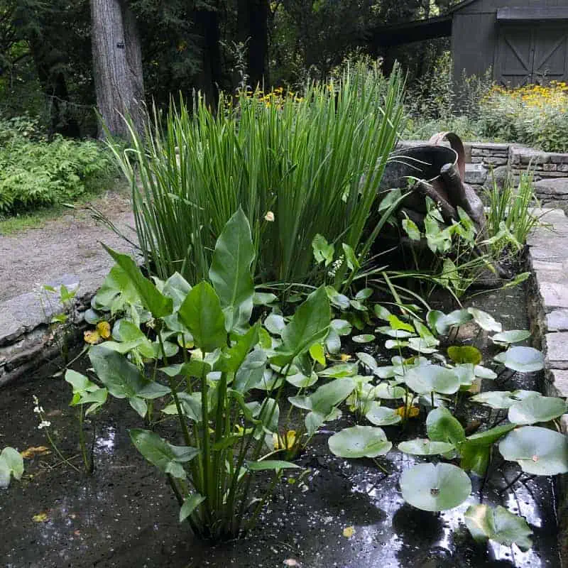 Wildlife pond with plants