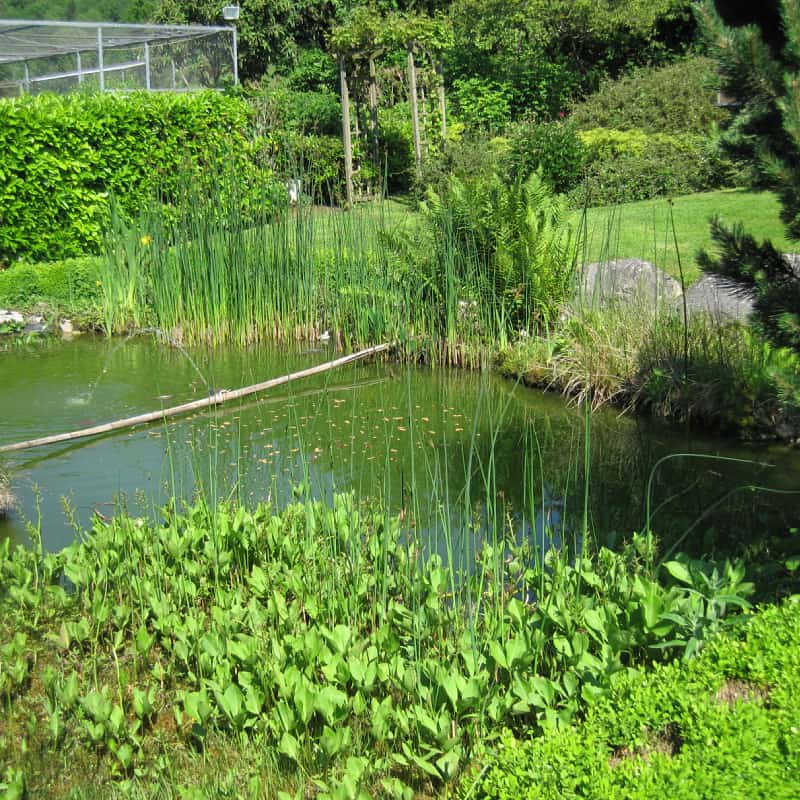 Pond with grasses