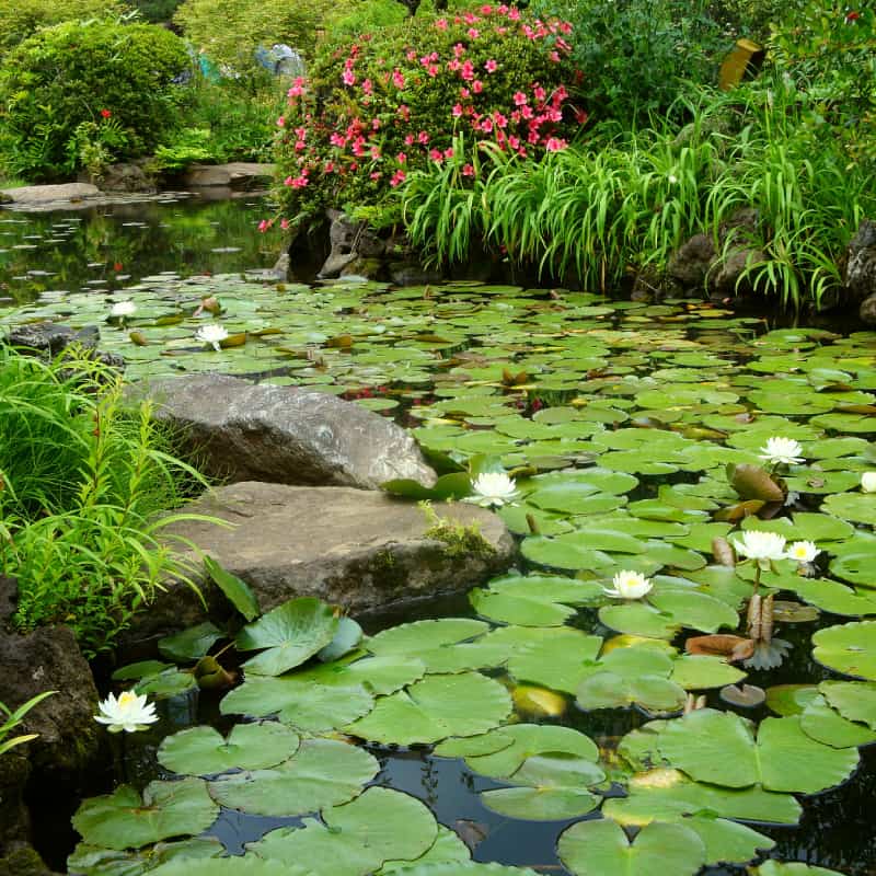 Pond with lilypads