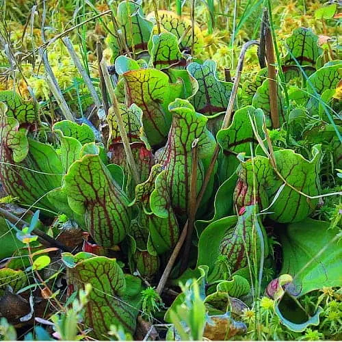 species found in bogs pitcher plant