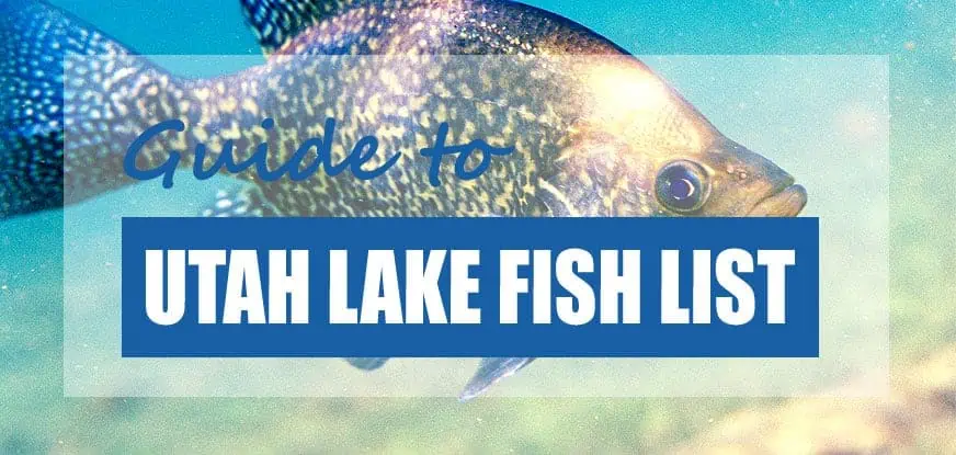 List of Fish Species in Utah Lake (Updated) - Pond Informer