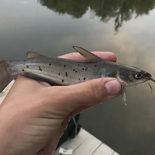 Channel catfish being held