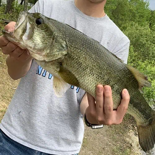 Largemouth bass in man's hands