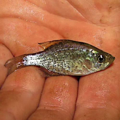 White crappie fry in hand