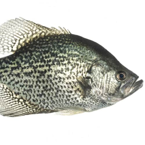 Adult black crappie