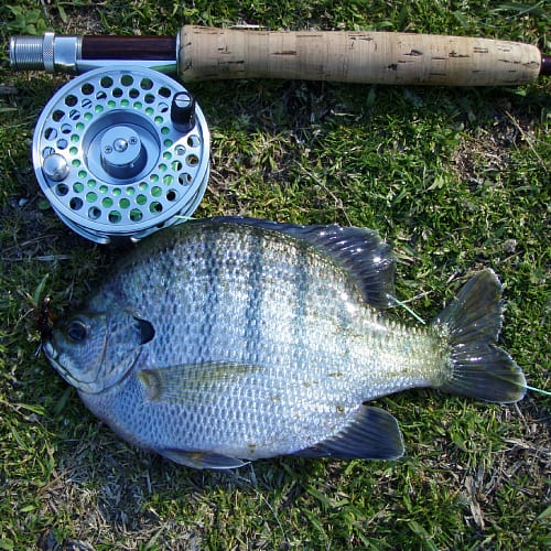 Bluegill sunfish on grass