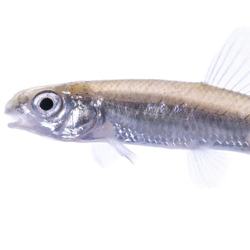 Bluntnose minnow fish