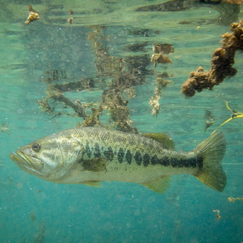 Largemouth bass by water surface