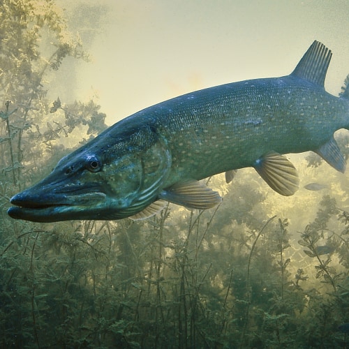 Northern pike underwater