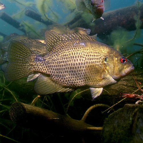 Rock bass in lake
