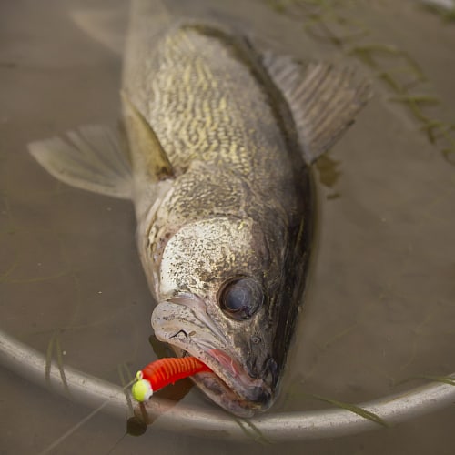 Walleye in fishing net