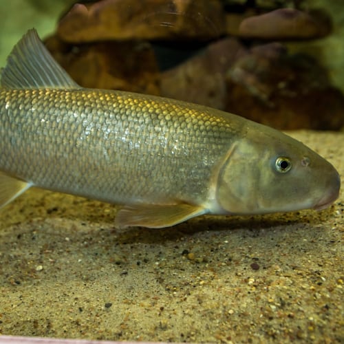 White sucker fish