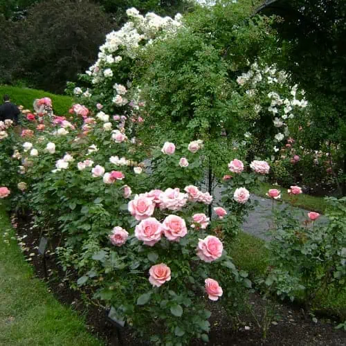 Pink rosebushes