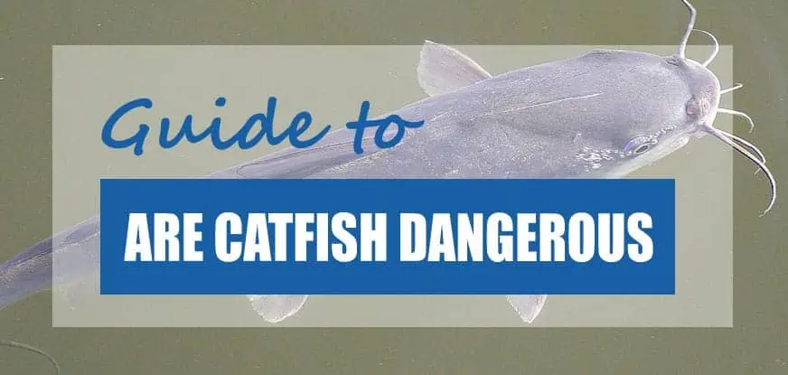 Are Catfish Dangerous Surprising Facts Incidents Pond Informer