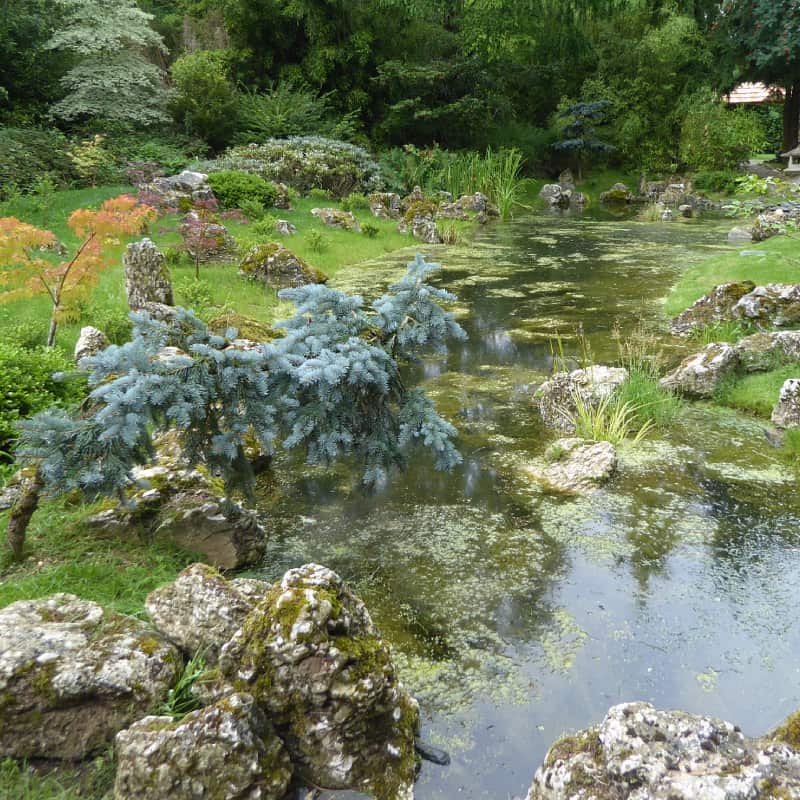 Pond with pine tree