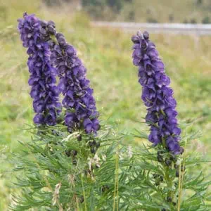 List of Plants Toxic to Rabbits 2023 [Avoid These Plants] - Pond Informer