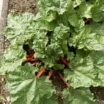 List of Plants Toxic to Rabbits 2023 [Avoid These Plants] - Pond Informer