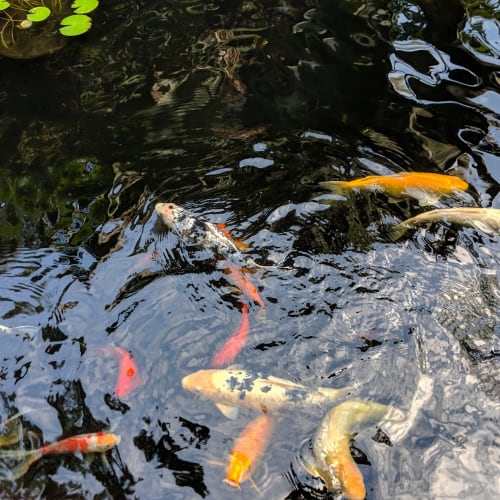 Koi pond