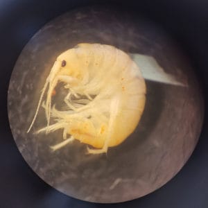 Freshwater Scuds Facts (Gammaridae) - Pond Informer
