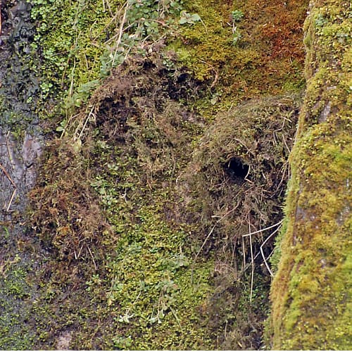 white throated dipper nest on rock and moss