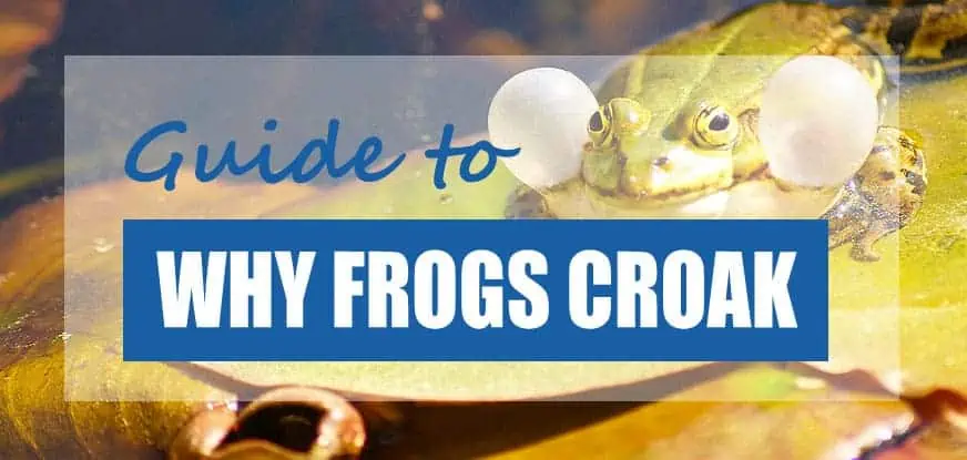 why-do-frogs-croak-at-night-surprising-facts-pond-informer