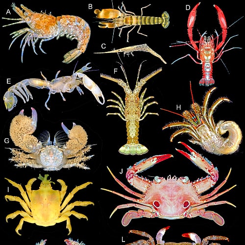 8 Crayfish Species In Michigan ID Pictures Pond Informer