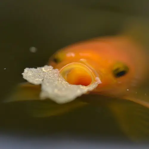 Goldfish eating fish food