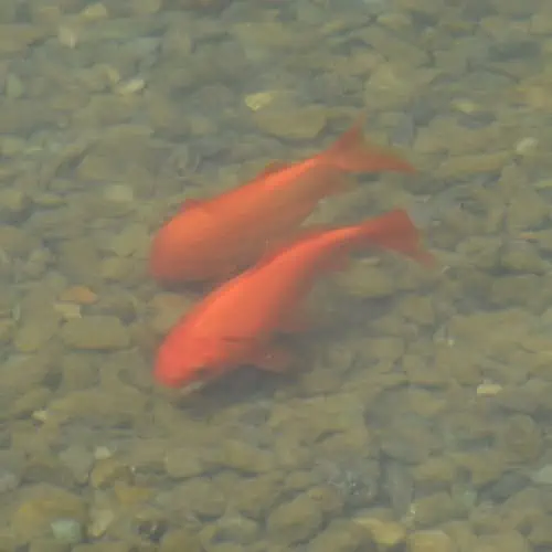 Wild goldfish swimming
