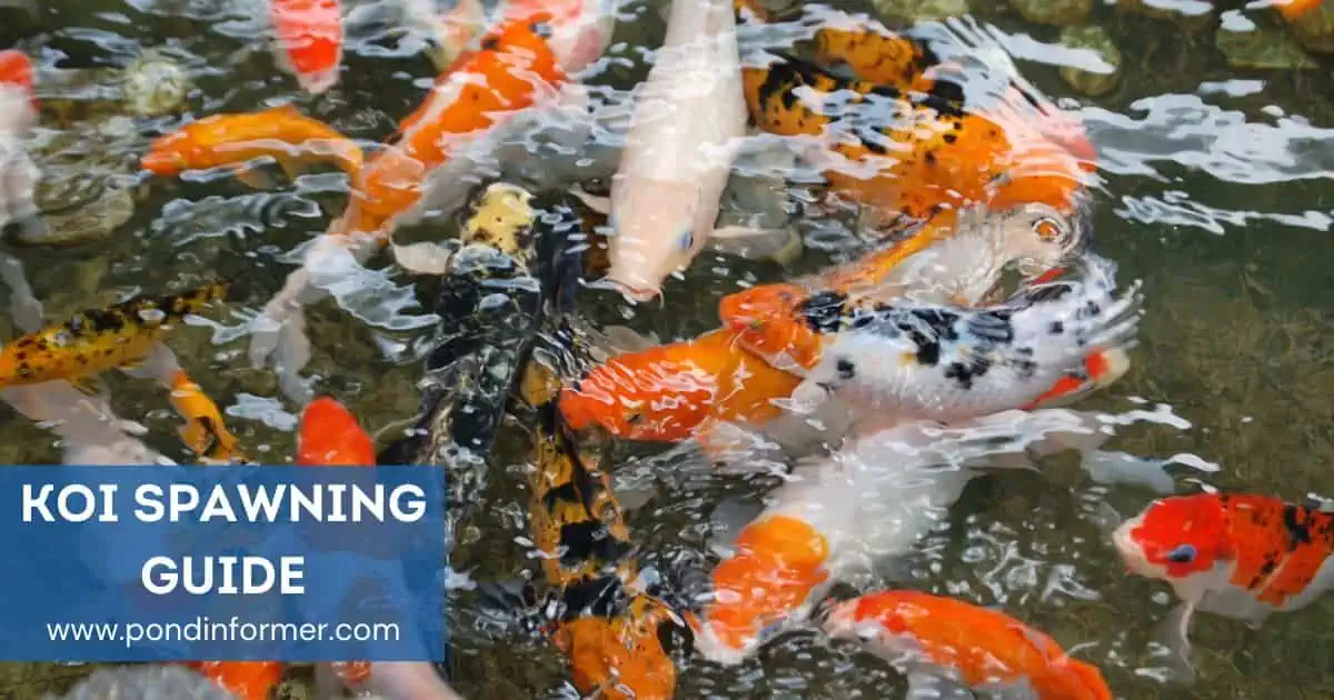 Complete Guide to Koi Spawning (Signs, Behavior, Advice) - Pond Informer