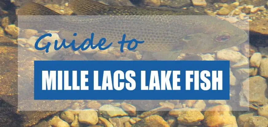 13-fish-species-in-mille-lacs-lake-updated-pond-informer