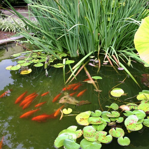 Koi pond