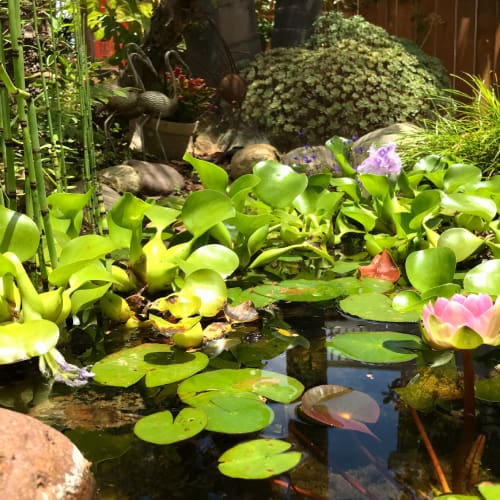 Garden pond with water lilies
